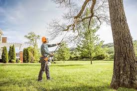 Professional Tree Services in Oberlin, LA