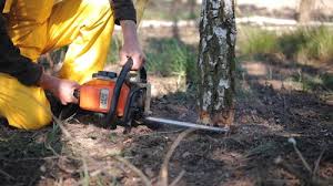 Best Commercial Tree Services  in Oberlin, LA