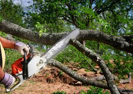 Best Arborist Consultation Services  in Oberlin, LA