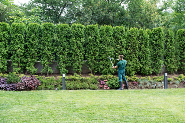 Best Lawn Drainage Solutions  in Oberlin, LA