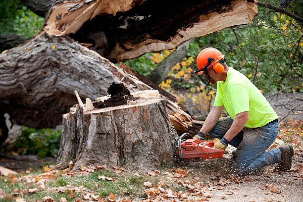 Seasonal Cleanup in Oberlin, LA