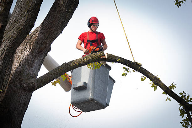 Best Tree Risk Assessment  in Oberlin, LA