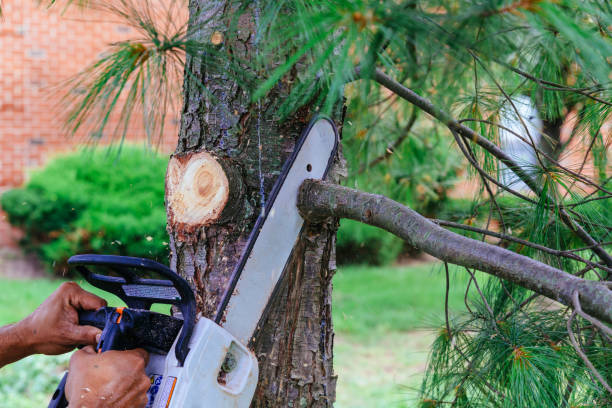 Best Tree Removal Service  in Oberlin, LA